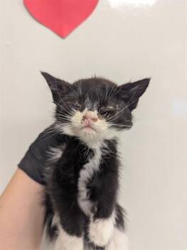 Domestic Short Hair Cats Available for Adoption in Ontario, California - AVA | PetCurious