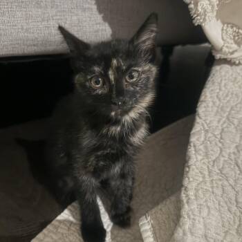 Ellie -  Domestic Short Hair Cat for Adoption in Pleasanton, California - Ellie | PetCurious