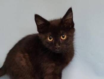 Skim Milk -  Domestic Short Hair Cat for Adoption in Golden Valley, Minnesota - Skim Milk | PetCurious