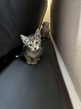 Rescue Domestic Short Hair Cats for Adoption in Albany, Wisconsin - Cricket | PetCurious