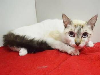 KAMALI -  Siamese and Domestic Short Hair Cat for Adoption in Sacramento, California - KAMALI | PetCurious