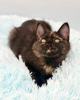Bottle Cap -  Maine Coon Cat for Adoption in Covington, Louisiana - Bottle Cap | PetCurious