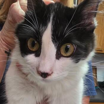 Casey -  Domestic Medium Hair Cat for Adoption in Leander, Texas - Casey | PetCurious