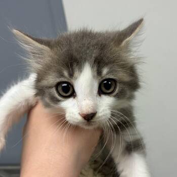 Loretta -  Domestic Short Hair Cat for Adoption in Birmingham, Alabama - Loretta | PetCurious