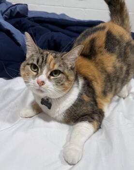 Freya aka Fluttershy -  Domestic Short Hair Cat for Adoption in Franklin, Tennessee - Freya Aka Fluttershy | PetCurious
