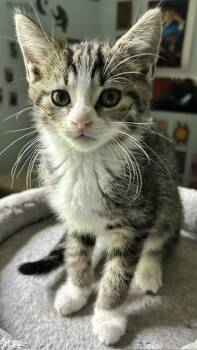 Gale -  Domestic Short Hair Cat for Adoption in Reynoldsburg, Ohio - Gale | PetCurious