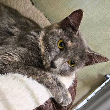 Rescue Domestic Short Hair Cats for Adoption in Nampa, Idaho - Fairchild | PetCurious