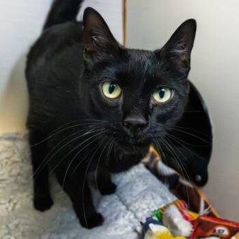 Domestic Short Hair Cats Available for Adoption in South Elgin, Illinois - Trouble | PetCurious
