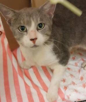 Wawa -  Domestic Short Hair Cat for Adoption in Vero Beach, Florida - Wawa | PetCurious