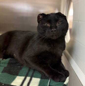 Domestic Short Hair Cats Available for Adoption - Chai | PetCurious