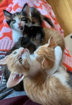 Tabby Cats Available for Adoption in Walnut Creek, California - Archie (Halle, Butternut, Bean) | PetCurious