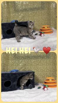 Domestic Short Hair Cats Available for Adoption - Hei Hei (foster Cat) | PetCurious