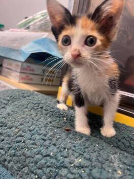 River -  Domestic Short Hair Cat for Adoption in Republic, Missouri - River | PetCurious