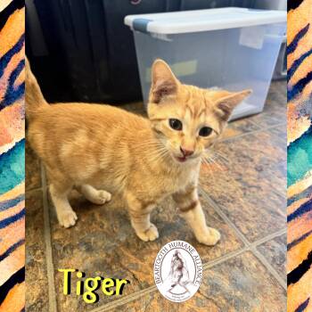 Rescue Domestic Short Hair Cats for Adoption in Red Lodge, Montana - Tiger | PetCurious