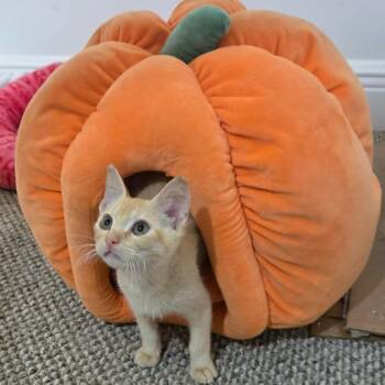 Pumpkin Chance-AR -  Domestic Short Hair Cat for Adoption in Tallahassee, Florida - Pumpkin Chance-AR | PetCurious