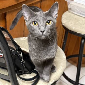 Rescue Domestic Short Hair Cats for Adoption in Los Angeles, California - Fifi | PetCurious