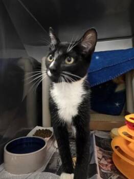Cheddar Cheese -  Domestic Short Hair Cat for Adoption in Morristown, New Jersey - Cheddar Cheese | PetCurious