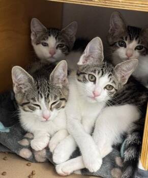 Hammy -  Domestic Short Hair Cat for Adoption in Bellevue, Washington - Hammy | PetCurious