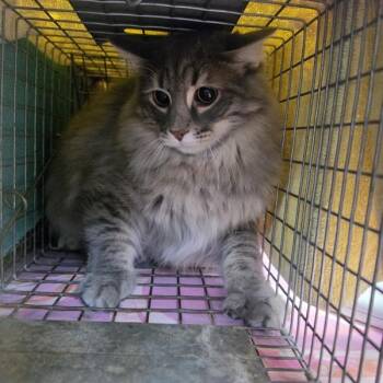 Lincoln -- Bonded Buddy With Lyla -  Domestic Long Hair Cat for Adoption in Des Moines, Iowa - Lincoln -- Bonded Buddy With Lyla | PetCurious