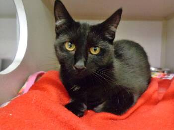 RUBY -  Domestic Short Hair Cat for Adoption in Delhi, New York - RUBY | PetCurious