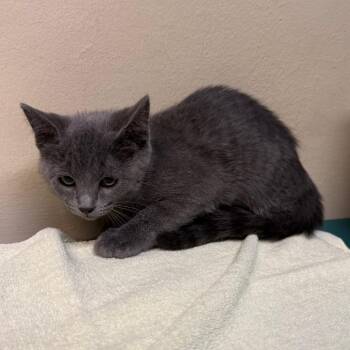 Big Mac -  Domestic Short Hair Cat for Adoption in Pasadena, California - Big Mac | PetCurious