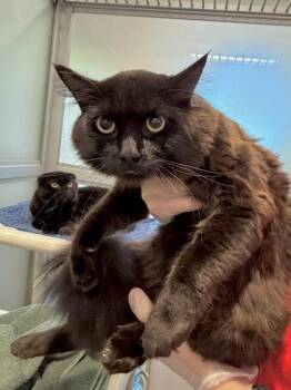 King -  Domestic Short Hair Cat for Adoption in Bellevue, Washington - King | PetCurious
