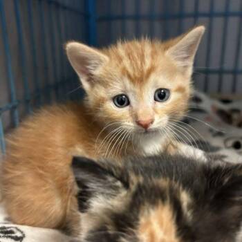 Ginger Lily -  Domestic Short Hair Cat Available for Adoption in Burlington, Iowa - Ginger Lily | PetCurious