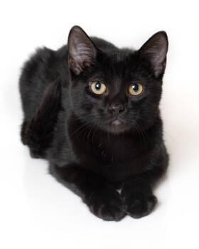 Mulberry -  Domestic Short Hair Cat for Adoption in Boone, Iowa - Mulberry | PetCurious