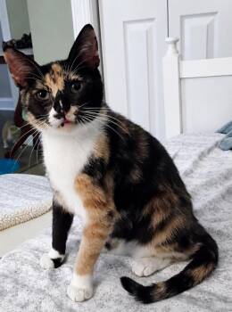 Domestic Short Hair Cats Available for Adoption in Myrtle Beach, South Carolina - Tootsie | PetCurious