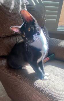 Richie Lipschitz -  Domestic Short Hair Cat for Adoption in Tucson, Arizona - Richie Lipschitz | PetCurious