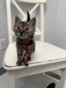 Domestic Short Hair Cats Available for Adoption in Gaithersburg, Maryland - Maple | PetCurious