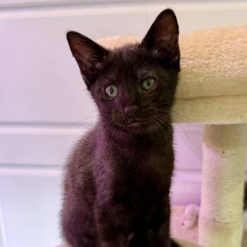 Roland -  Domestic Short Hair Cat for Adoption in Bentonville, Arkansas - Roland | PetCurious