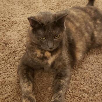 Sassy -  Domestic Short Hair Cat for Adoption in Rochester, Minnesota - Sassy | PetCurious