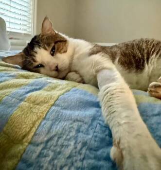 American Shorthair Cats Available for Adoption - Buddy | PetCurious