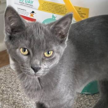 Sapphire -  Domestic Short Hair Cat for Adoption in Bel Air, Maryland - Sapphire | PetCurious