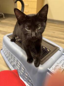 Primrows -  Domestic Short Hair Cat for Adoption in Colorado Springs, Colorado - Primrows | PetCurious