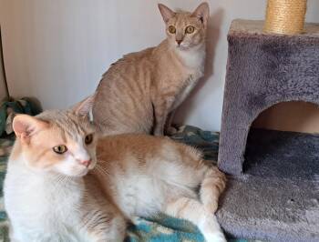 Rescue Domestic Short Hair Cats for Adoption in Jurupa Valley, California - Biscuit And Sienna Siblings | PetCurious