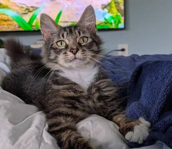 Maya -  Domestic Medium Hair Cat for Adoption in Mayfield, New York - Maya | PetCurious