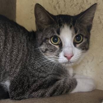 Rescue Domestic Short Hair Cats for Adoption in Buffalo, New York - Cider | PetCurious