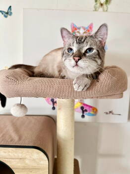 Rescue Domestic Short Hair Cats for Adoption in Rockaway, New Jersey - Prince 2 | PetCurious