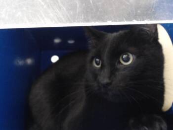 LOUIE -  Domestic Short Hair Cat for Adoption in Orlando, Florida - LOUIE | PetCurious