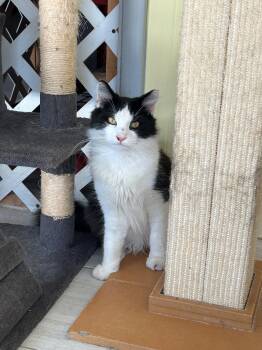 Rescue Domestic Medium Hair Cats for Adoption in Mount Rainier, Maryland - Mr. Kitty | PetCurious