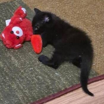 Domestic Short Hair Cats Available for Adoption in Liverpool, Texas - Jay | PetCurious