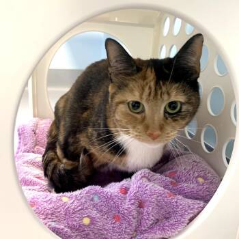 Misso -  Domestic Short Hair Cat for Adoption in Boston, Massachusetts - Misso | PetCurious