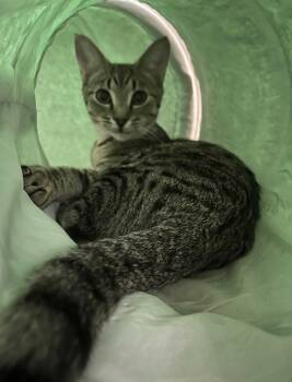 Rescue Domestic Short Hair Cats for Adoption in Grovetown, Georgia - Sheba | PetCurious