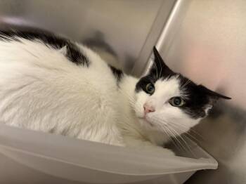 Cosmo -  Domestic Short Hair Cat Available for Adoption in Richboro, Pennsylvania - Cosmo | PetCurious