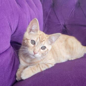 Freeway -  Domestic Short Hair Cat for Adoption in Emeryville, California - Freeway | PetCurious
