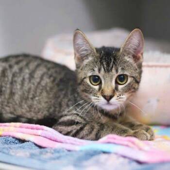 Brunette -  Domestic Short Hair Cat for Adoption in Atlanta, Georgia - Brunette | PetCurious