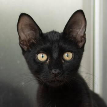 Ladybug -  Domestic Short Hair Cat for Adoption in Middletown, Rhode Island - Ladybug | PetCurious