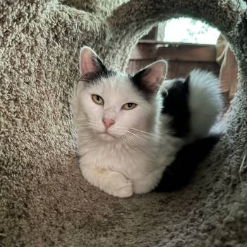 Rescue Domestic Long Hair Cats for Adoption in Kittanning, Pennsylvania - Milo | PetCurious